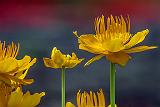 Yellow Flowers_DSCF5342